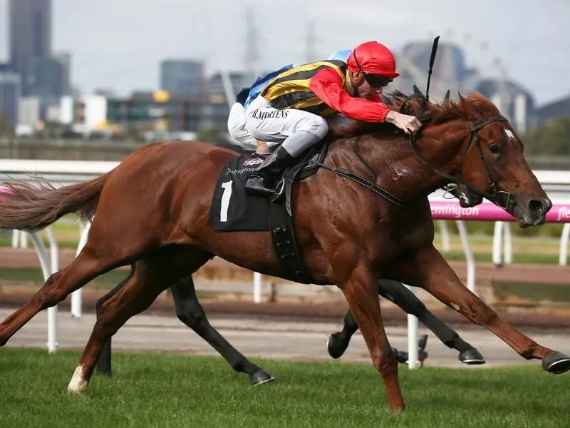Vassilator will run in the Group Three Carbine Club Stakes after his Caulfield Guineas second. vassilator