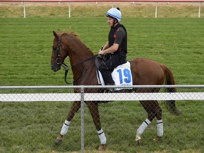 English horse Red Verdon will press on to the Melbourne Cup despite disappointment at Caulfield. red verdon