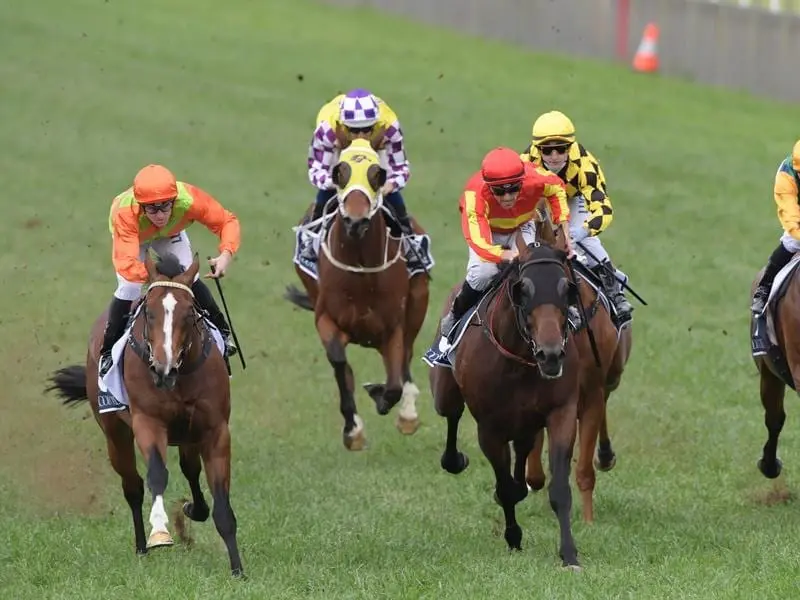 Emerging three-year-old Mansa Musa (l) has won his second race from two starts. mansa musa