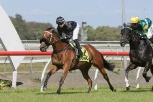 Group 1 mare resumes at Tauranga