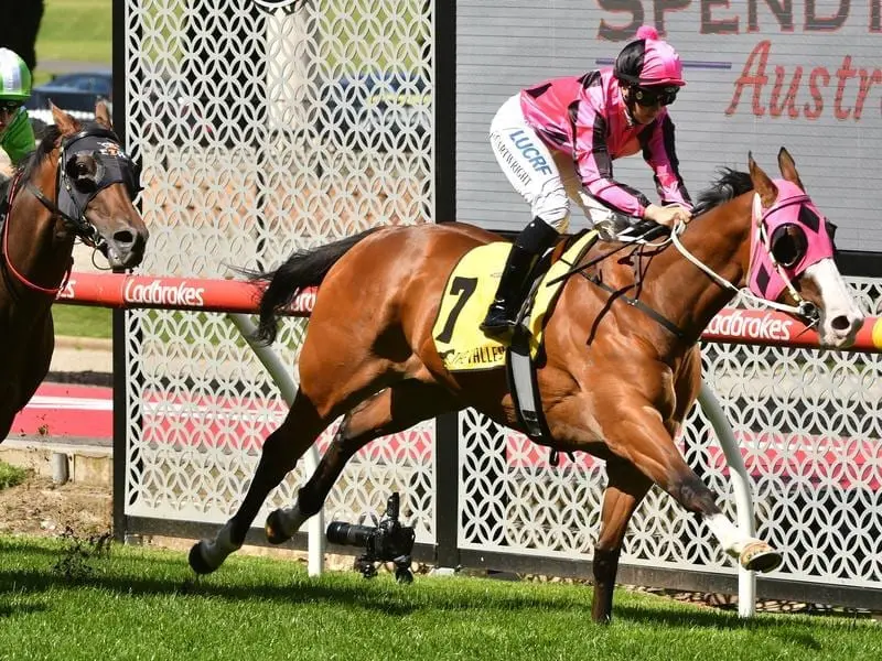 Bargain-buy mare Fill The Flute will be trying to extend her winning sequence at Flemington. Fill The Flute.
