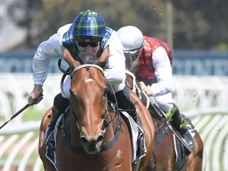 Veteran Red Excitement has run his last race with the gelding retired with a joint injury. red excitement