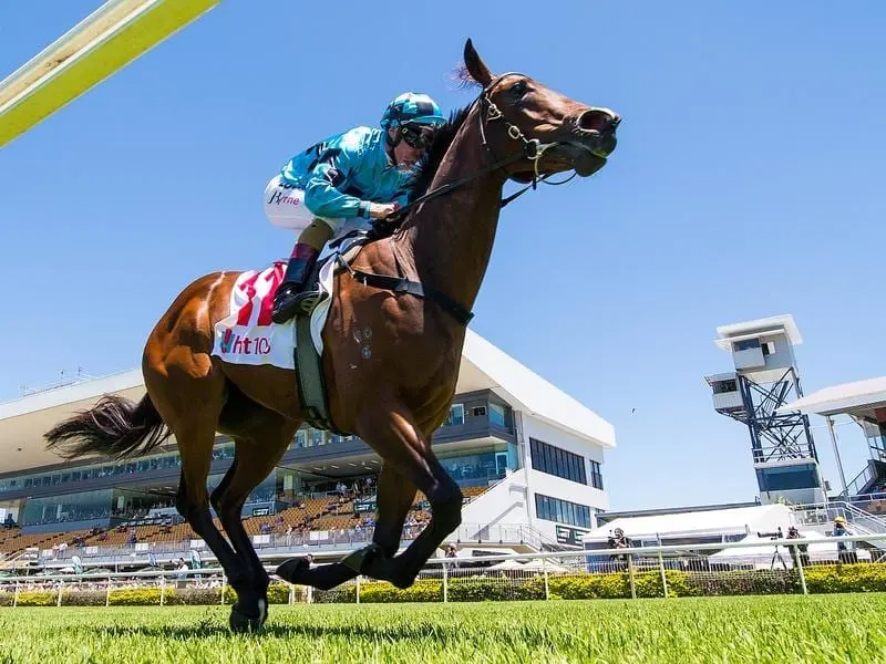 The Tony Gollan-trained Vincere Volare is a 50-50 chance to run in the Inglis Millennium. voncere volare