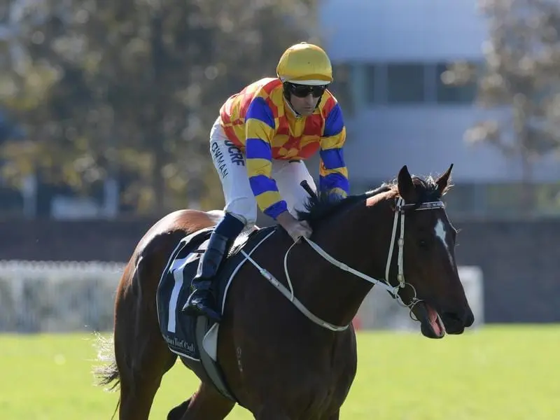The Fire Trap will be reunited with Hugh Bowman when he runs in the Magic Millions Guineas. the fire trap