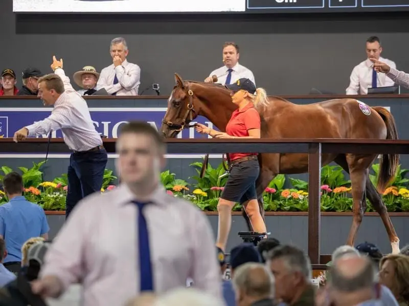 magic millions sale