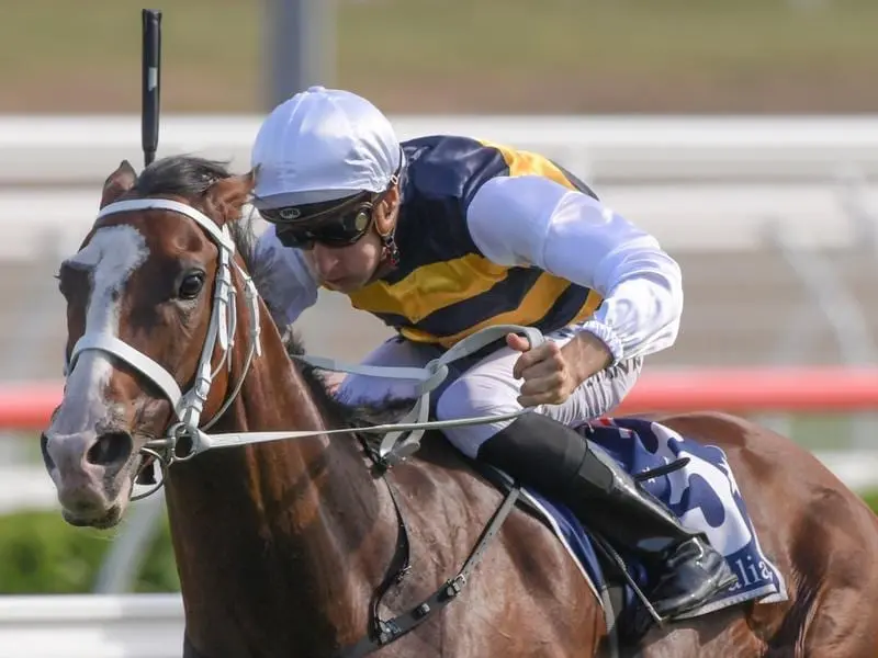 Equine cult hero Tom Melbourne will take on stablemate Winx in the Group Two Apollo Stakes. tom melbourne