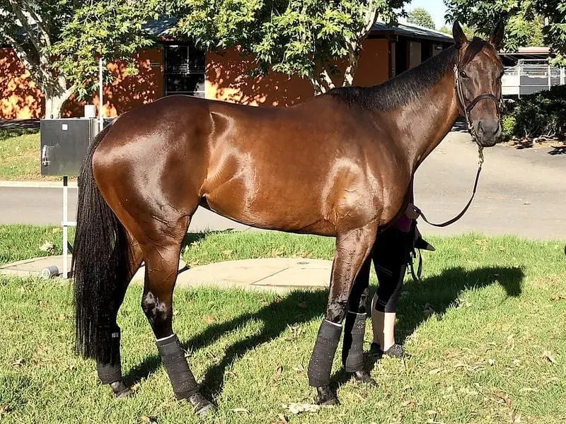 Champion Winx has enjoyed a morning in the sun after her 30th consecutive win in the Apollo Stakes. winx