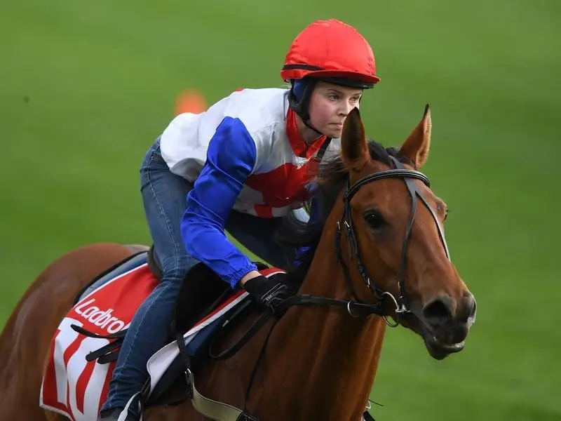 After bringing Savvy Coup (above) to Melb in spring, NZ trainer Michael Pitman will now test Sensei. pitman