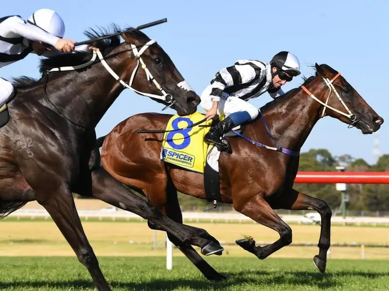 Permissive Star (r) has beaten fellow 3yo No Drama Darci against older horses at Sandown. permissive star