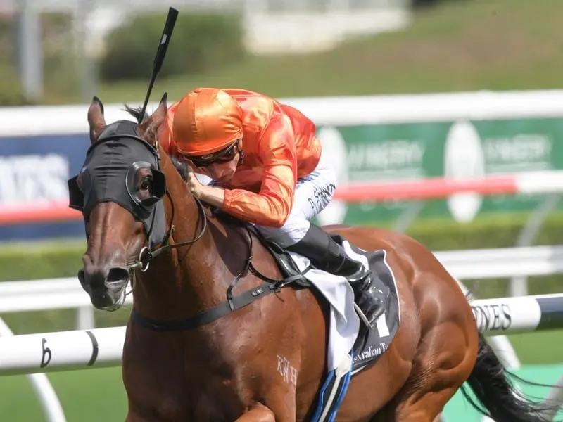 John Thompson is hoping for a drying Rosehill surface for Dreamforce in the George Ryder Stakes. Dreamforce.