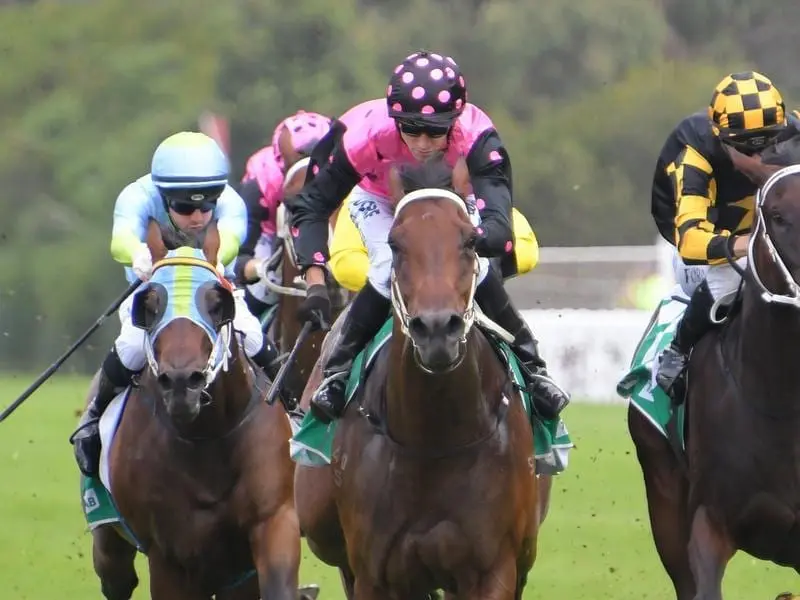 Bargain-buy Costello will take on benchmark three-year-old The Autumn Sun in the Rosehill Guineas. Costello.