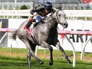 Grey Shadow scores first-up at Caulfield Grey Shadow scores first-up at Caulfield