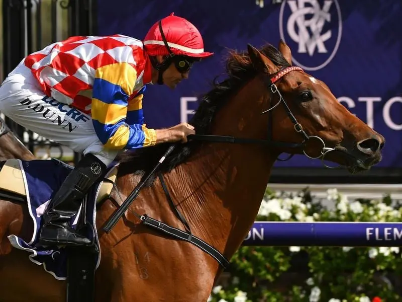 Manolo Blahniq runs in the Victoria Hcp as a possible forerunner to the Stradbroke in Brisbane. manolo