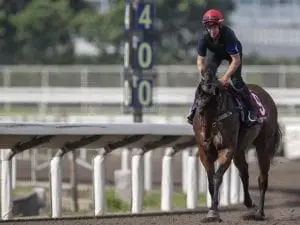 Viddora clear to run in Chairman’s Sprint Viddora clear to run in Chairman's Sprint