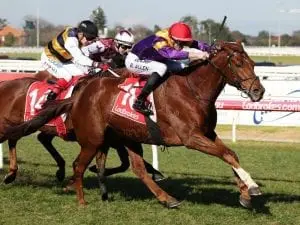 Purcell expects good showing from Guizot Purcell expects good showing from Guizot