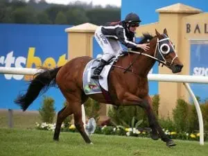 Jungle Edge to show his best at Caulfield Jungle Edge to show his best at Caulfield