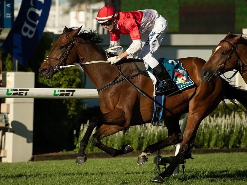 Niccanova runs at Doomben despite a wide barrier as he tries to make the field for the Stradbroke. niccanova