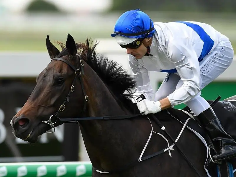 Stradbroke Handicap favourite Zoustyle has taken his record to six wins from as many starts. Zoustyle.