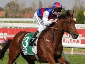 Steel Prince races for Melbourne Cup start Steel Prince races for Melbourne Cup start