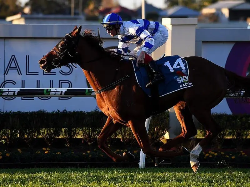 Trainer Liam Birchley says Fit For Purpose needs genuine pace in the Hollindale Stakes. fit for purpose