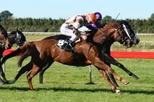 PIRIAKA - OUTSIDE - WOODVILLE 9-5-2019 RACE IMAGES PHOTO Piriaka