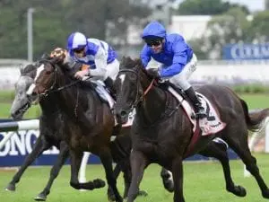 Eminent to stand at NZ’s Brighthill Stud Eminent to stand at NZ's Brighthill Stud