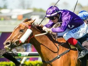 Ruby Guru gets Ipswich Cup chance Ruby Guru gets Ipswich Cup chance