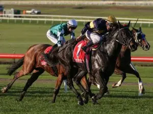 Moroney imports impress in Sandown wins Moroney imports impress in Sandown wins
