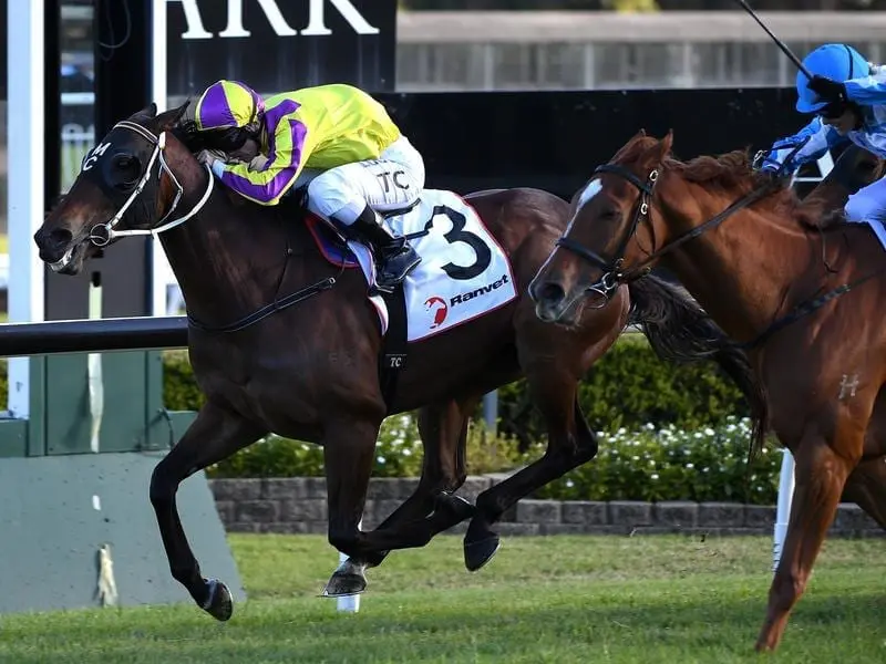 In-form Sydneysider Dylan's Romance (left) is set to have his first Melbourne start at The Valley. Dylan's Romance.