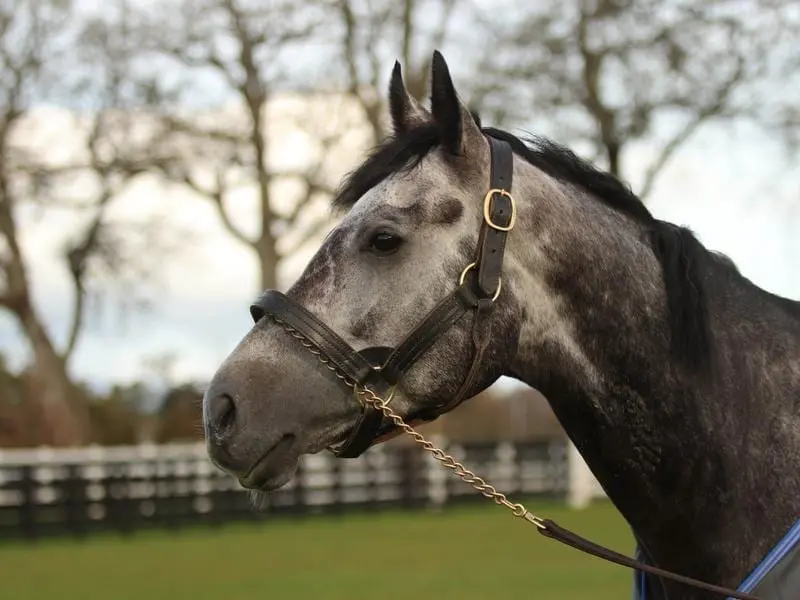 Champion English horse Roaring Lion has died at Cambridge Stud after complications from colic. roaring lion