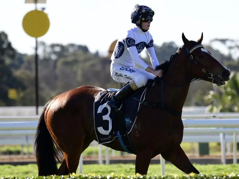 Trainer Mark Newnham will step dual city winner Black Magnum up to Saturday grade at Rosehill. black magnum