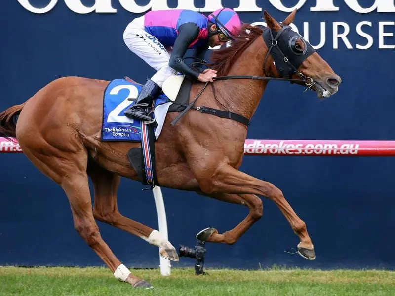 Dual Group 1 winner Vega Magic has probably run his last race for Lindsay Park after his Heath flop. vega magic