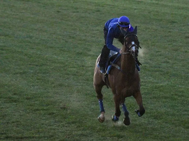 Godolphin stable favourite Hartnell takes on a tough field in the Makybe Diva Stakes at Flemington. hartnell