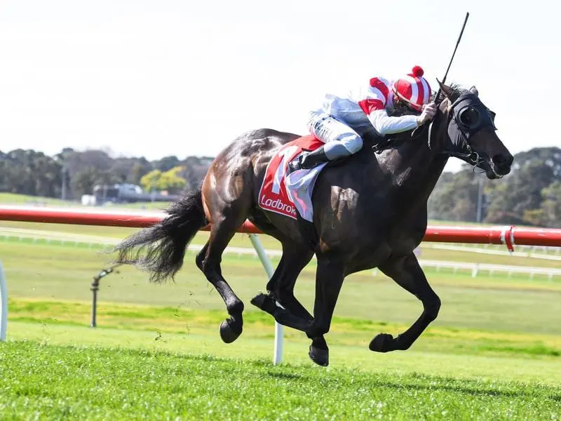 Sandown winner Pure Legend has been earmarked for a racing career in Hong Kong. Pure Legend wins at Sandown.