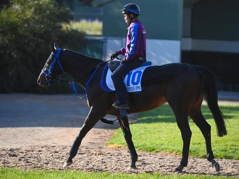 Suzuka Devious during trackwork.