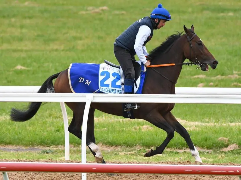 Danceteria during trackwork at Werribee.