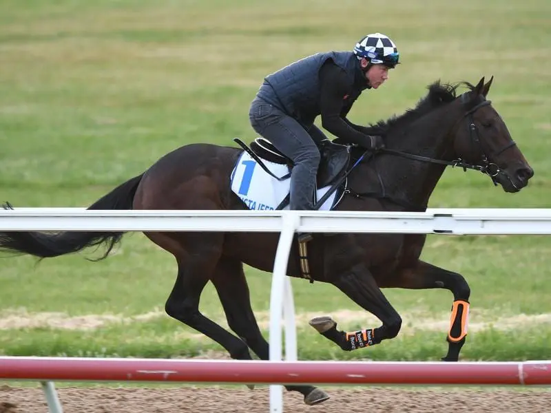 Spring Cups contender Mustajeer has continued his build-up to the Melbourne racing carnival. Mustajeer.