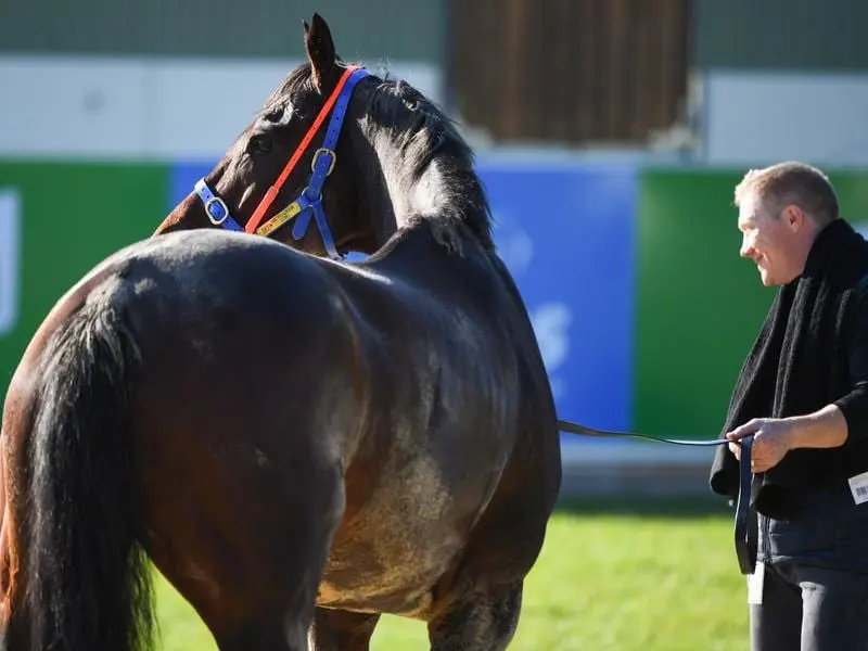 Spring Cups fancy Mustajeer at Werribee.