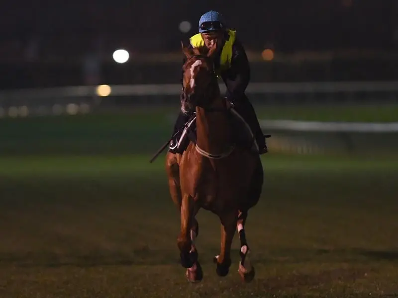 Race jockey Michael Walker has ridden favourite Finche in trackwork ahead of the Caulfield Cup. finche