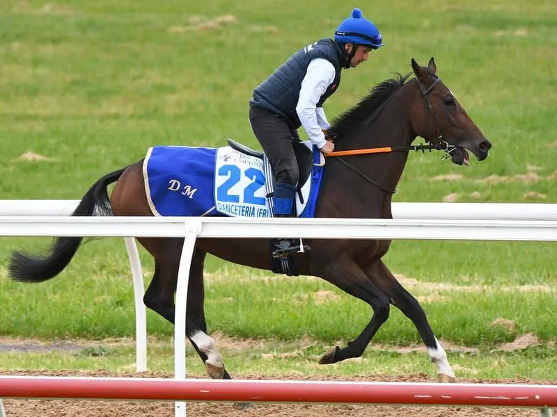 English horse Danceteria is ready for his first Australian start in the Group One Caulfield Stakes. danceteria