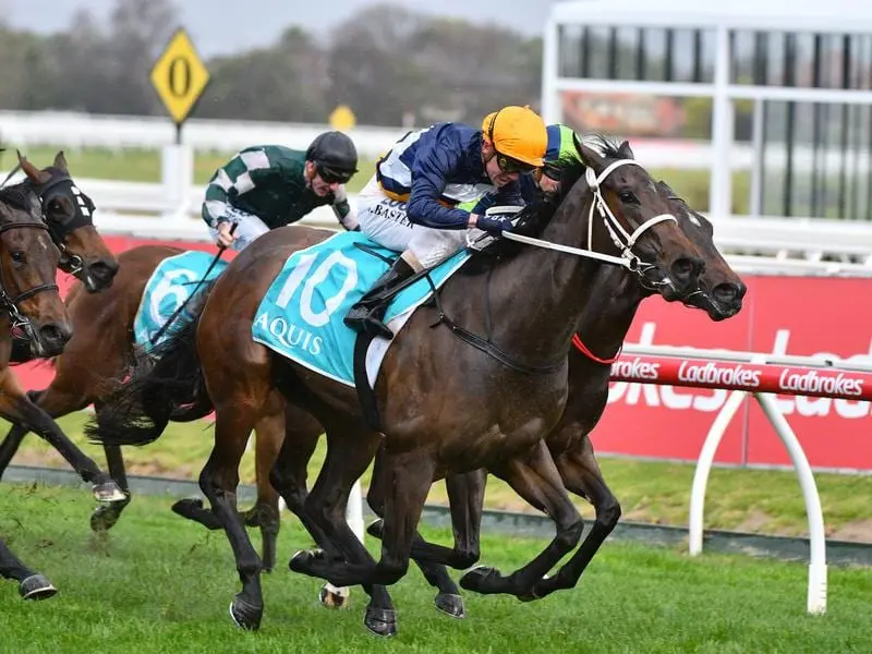 I Am Eloquent will be one of two runners for the Busuttin-Young stable in the Thousand Guineas. i am eloquent