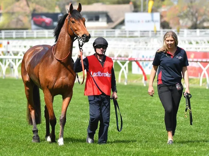 A late scratching last start, Anthony Freedman-trained Steel Prince will run in the Geelong Cup. steel prince
