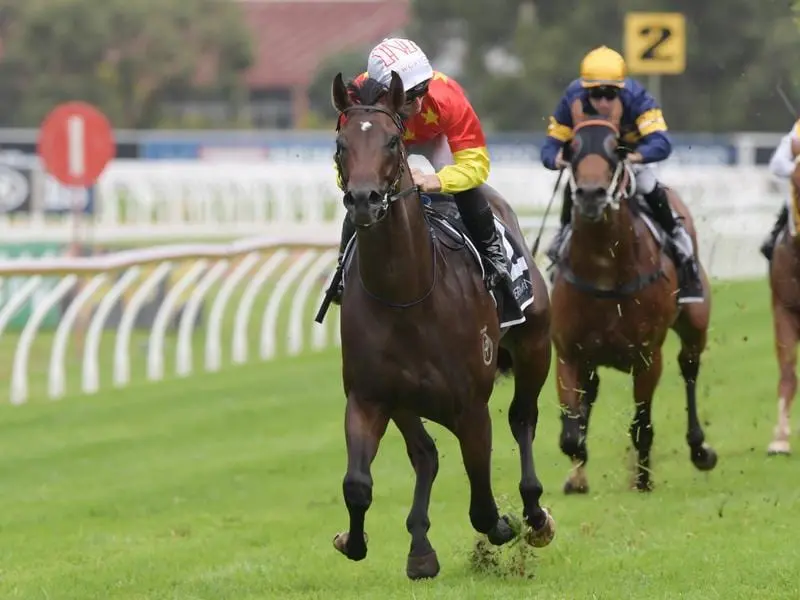 Cosmic Force has race fitness in his favour heading to the Roman Consul Stakes at Randwick. cosmic force
