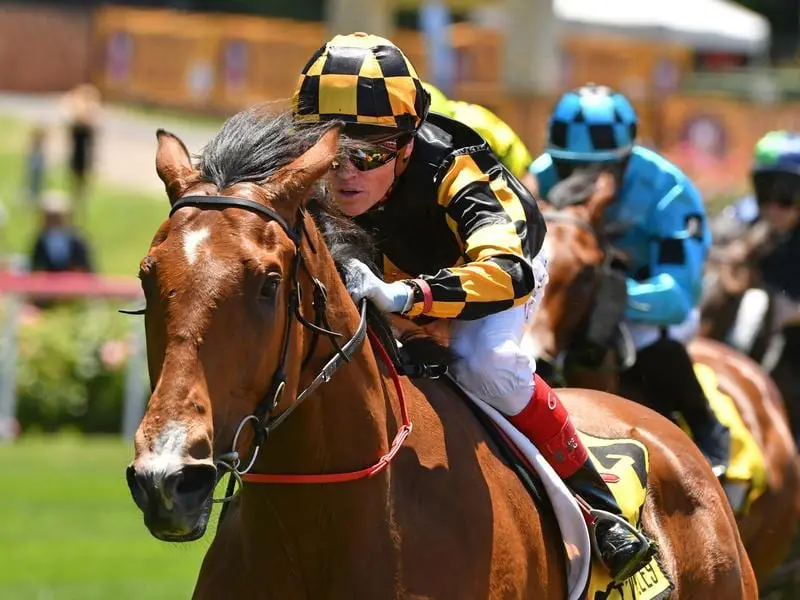 Silver Eagle aspirant Behemoth will be Adelaide trainer David Jolly's first runner at Randwick. behemoth