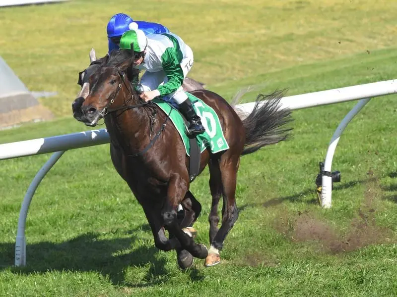 Just Thinkin' will put his staying credentials to the test in the Group One Spring Champion Stakes. just thinkin'