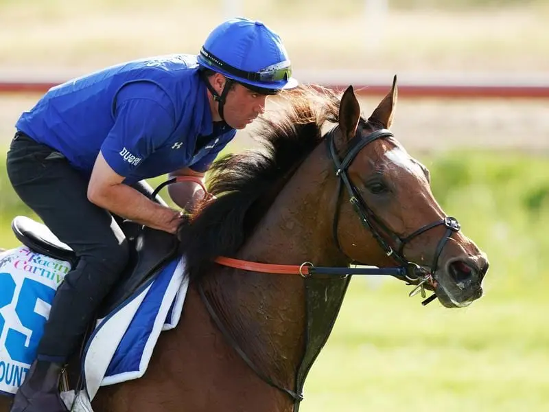Last year's winner Cross Counter is one of 11 overseas-trained horses in the Melbourne Cup. cross counter