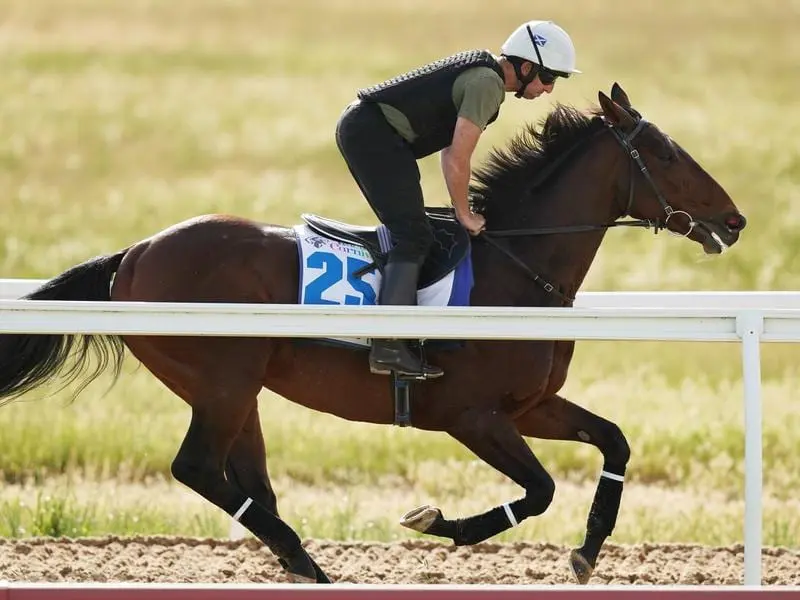 Accomplished stayer Marmelo has been retired to stud.