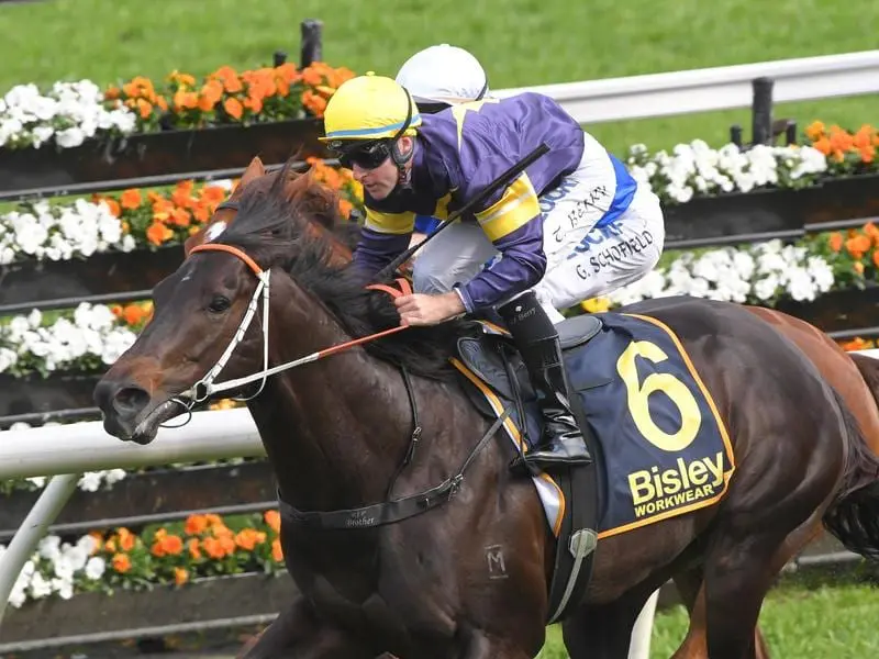 Tommy Berry will have to work to get Brutal across from the outside gate in the Golden Eagle. brutal