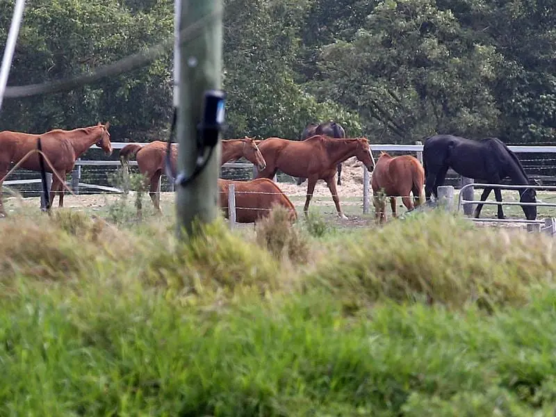 RACING QLD ABATTOIR