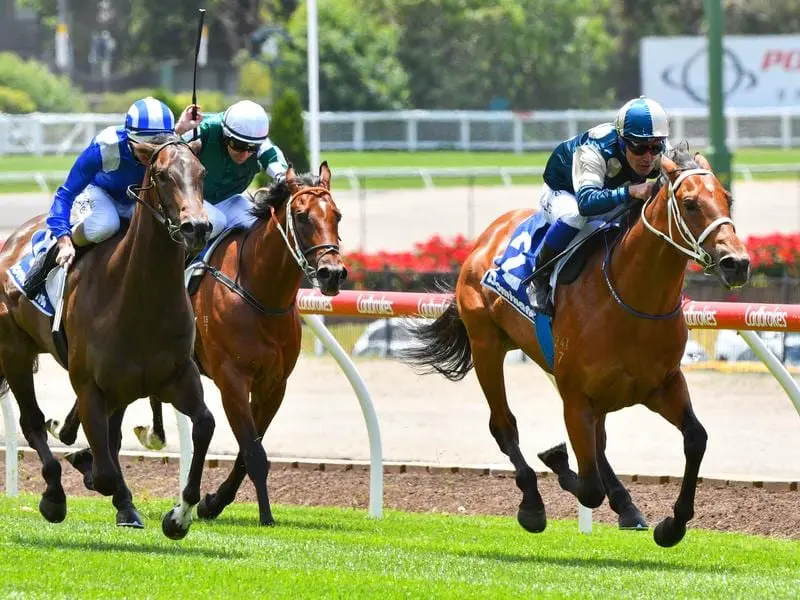 Co-trainer Trent Busuttin says Tagaloa (r) is in work to prepare for the Blue Diamond Stakes. tagaloa